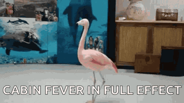 Cabin Fever Full Effect GIF