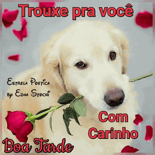 Cachorro Com Rosa Meme