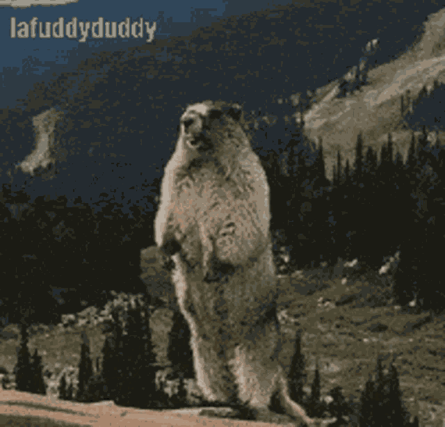 Call Lafuddyduddyp2 GIF