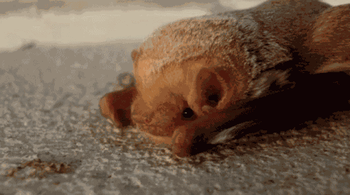 Calm Bat Gentle Bat GIF