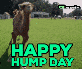Camel Crypto GIF