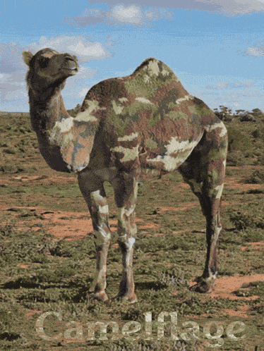 Camelflage Hump Day GIF