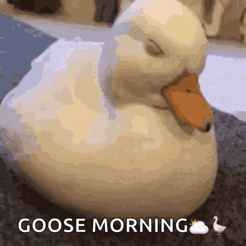 Canard Duck GIF
