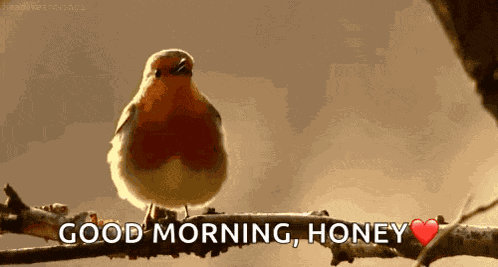 Canary Bird GIF