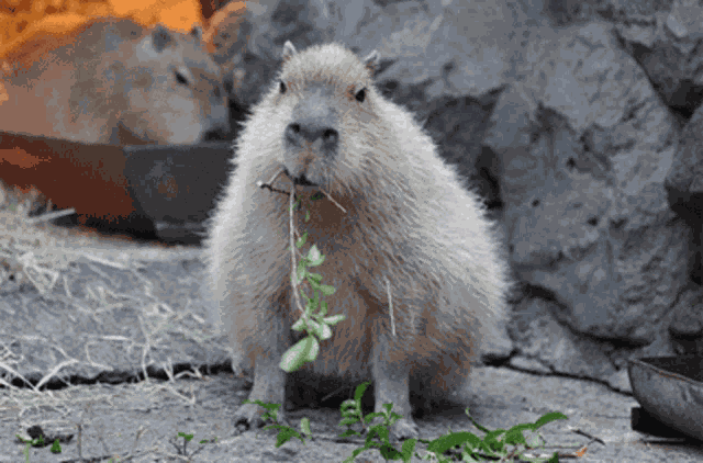 Capibara GIF