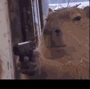 Capibara Pistola Capybara Gun GIF