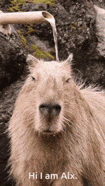 Capybara Alx GIF