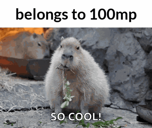 Capybara GIF