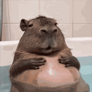 Capybara Capybara Cute GIF