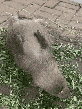 Capybara Capybaras GIF