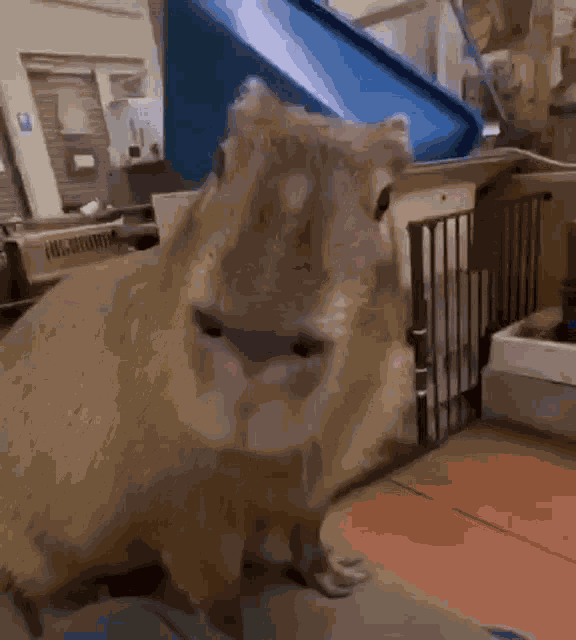 Capybara Cat GIF
