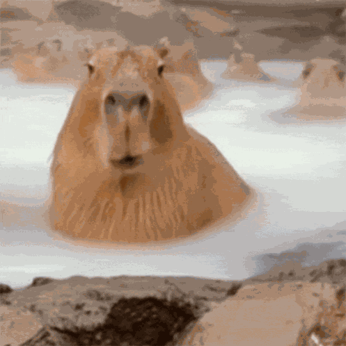 Capybara Chewing GIF