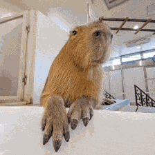 Capybara Feet Meme