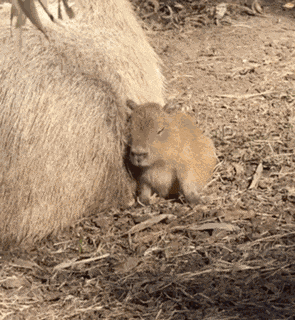Capybara Flappy Ears GIF