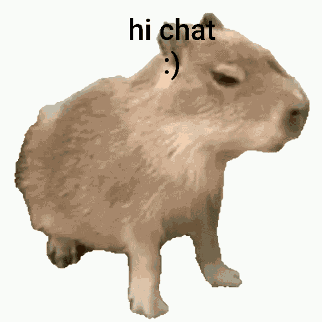Capybara Hi Chat GIF