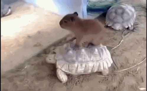 Capybara GIF