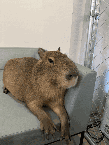 Capybara Meme