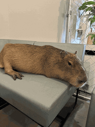 Capybara Meme