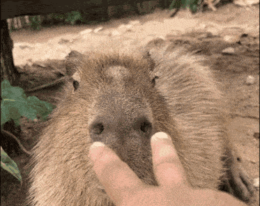 Capybara Nose GIF