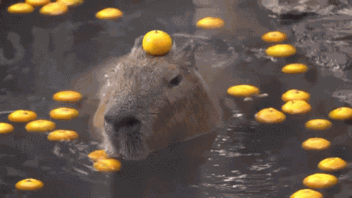Capybara Orange GIF