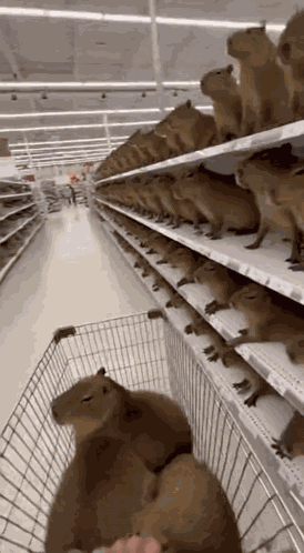 Capybara Shopping GIF