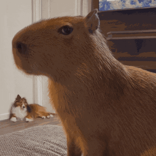 Capybara Side Eye GIF