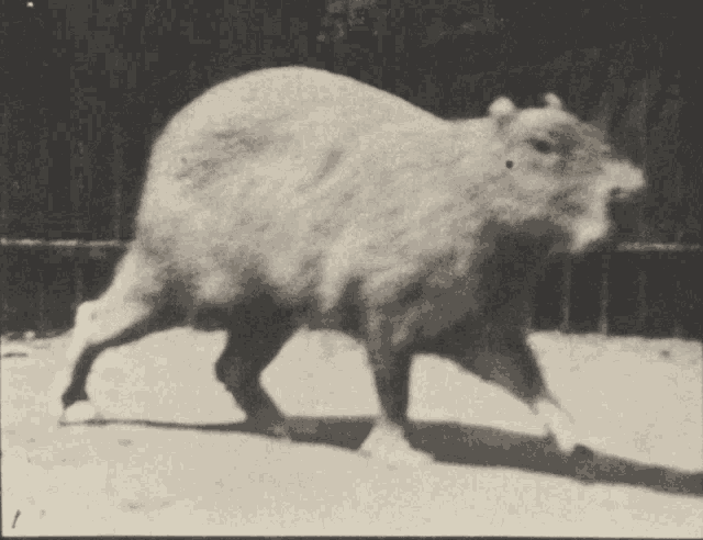 Capybara Walking GIF