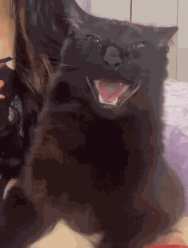 Caquinho Cacquinho Cat GIF