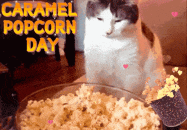 Caramel Popcorn Day Hungry Cat GIF