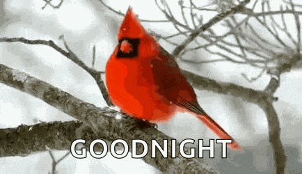 Cardinal Snowing GIF