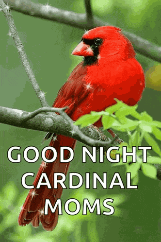 Cardinal Sparkle GIF