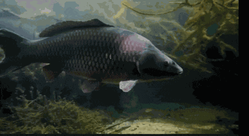 Carp Carp Swim GIF
