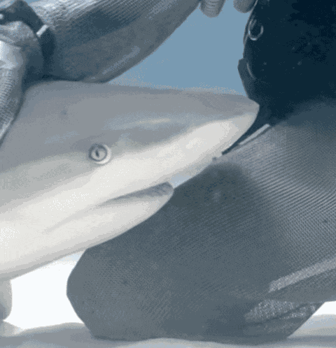 Carribean Reef Shark Shark Petting GIF