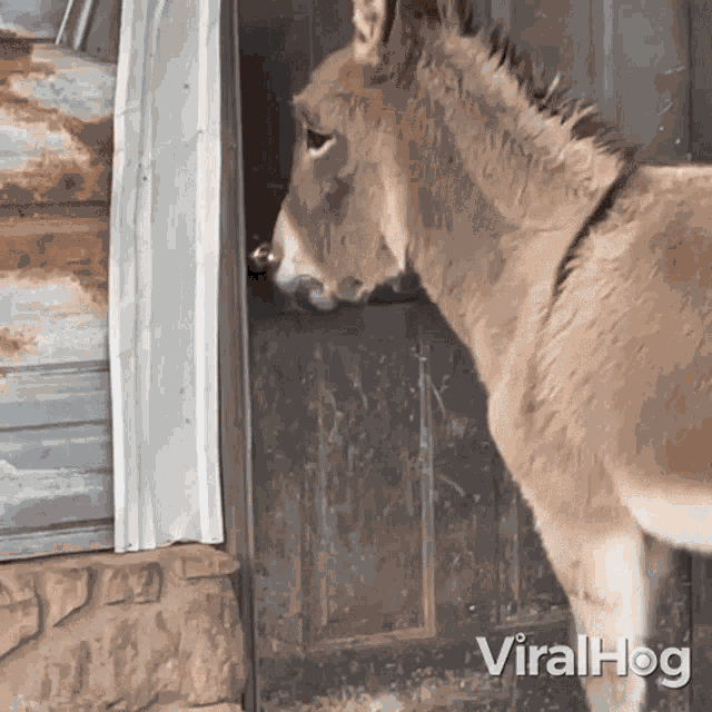 Carving Donkey GIF