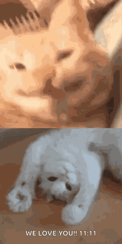 Cat 22 GIF