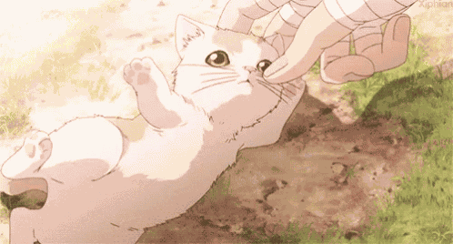 Cat GIF