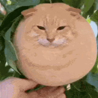 Cat Ai GIF