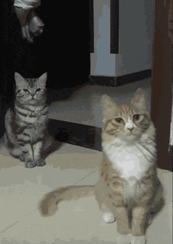 Cat Ai Cat Dancing GIF