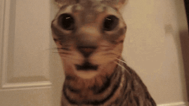 Cat Amazed GIF