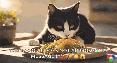 Cat And Tacos Cat Eating Tacos GIF