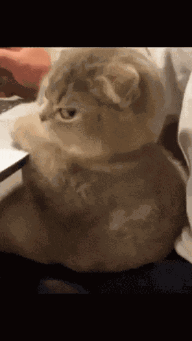 Cat Angry GIF
