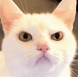 Cat Angry GIF