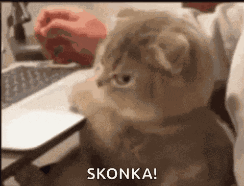 Cat Annoyed Cat GIF