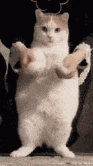Cat GIF