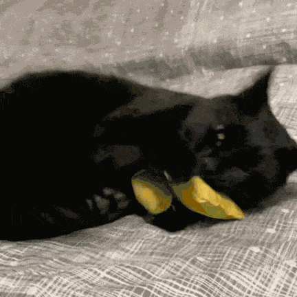 Cat Attack Cat Bite GIF