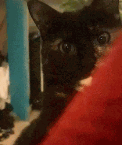 Cat Attack Cat You Died GIF