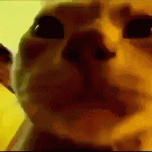 Cat Ballad Cute GIF