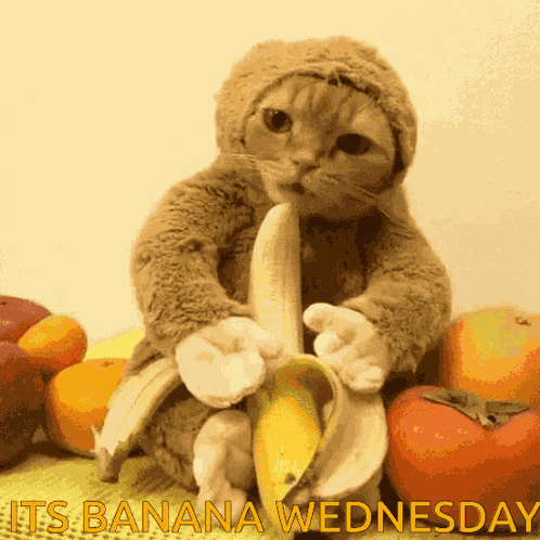 Cat Banana GIF