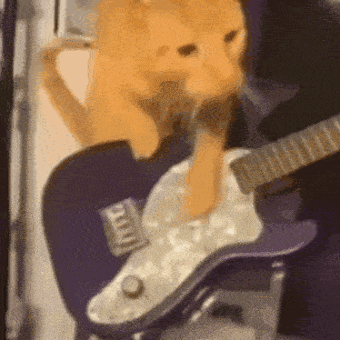 Cat Band GIF