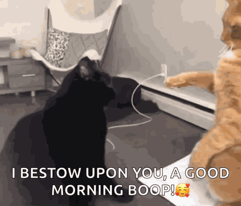 Cat Bap GIF